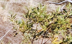 Eriodictyon trichocalyx