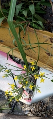 Kalanchoe integra
