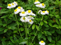 Erigeron philadelphicus