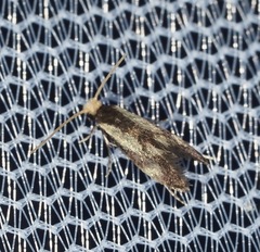 Isocorypha mediostriatella