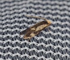 Isocorypha mediostriatella