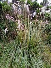 Cortaderia nitida