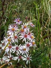 Diplostephium hartwegii