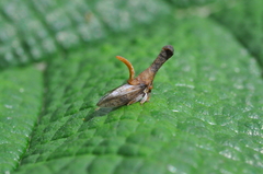 Membracidae
