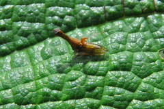 Membracidae