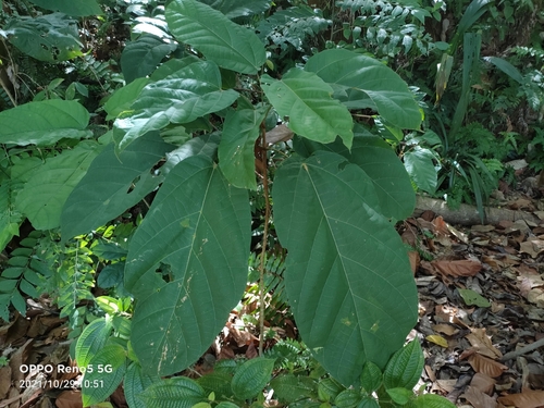 Sterculia oblongata, photograph 5