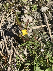 Ludwigia epilobioides