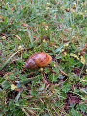Bocourtia aequatoria