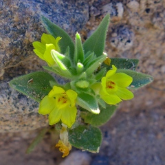 Mohavea breviflora