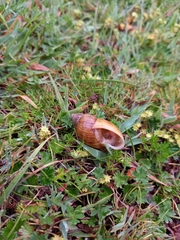 Bocourtia aequatoria