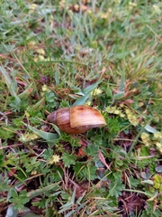 Bocourtia aequatoria