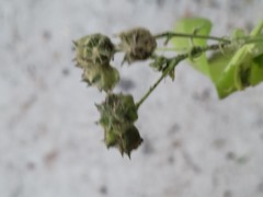 Pseudabutilon umbellatum