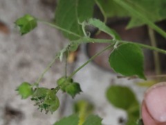 Pseudabutilon umbellatum
