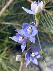 Thelymitra atronitida