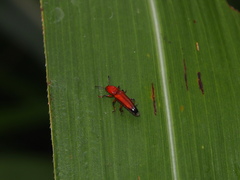Anadastus praeustus