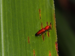 Anadastus praeustus