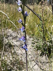 Thelymitra atronitida