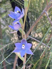 Thelymitra atronitida