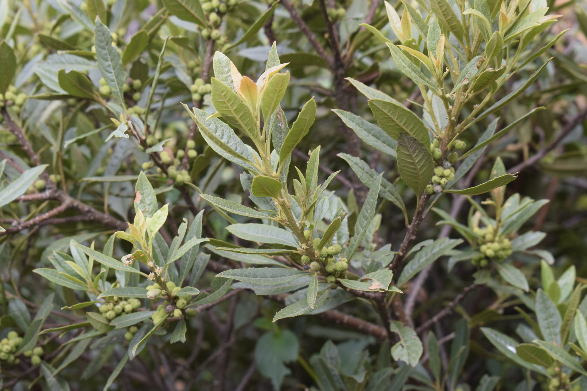 Morella pubescens image