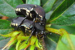 Allorrhina menetriesi