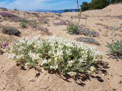 Oxytropis lanata