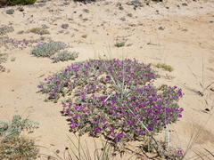 Oxytropis lanata