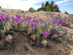 Oxytropis lanata
