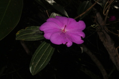 Meriania speciosa