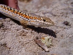 Ophisops elegans centralanatoliae