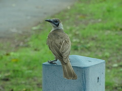 Philemon citreogularis