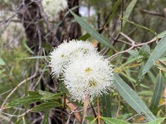 Angophora bakeri