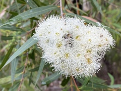 Angophora bakeri