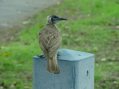 Philemon citreogularis