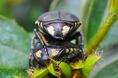 Allorrhina menetriesi
