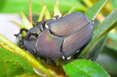 Allorrhina menetriesi