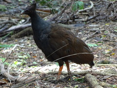 Megapodius reinwardt