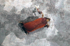 Galasa costalis