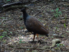 Megapodius reinwardt