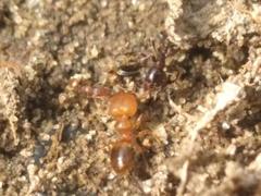Pheidole proxima