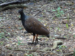 Megapodius reinwardt