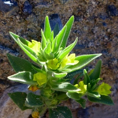 Mohavea breviflora