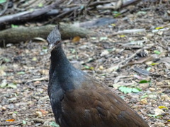 Megapodius reinwardt