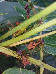 Daceton armigerum