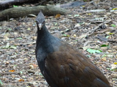 Megapodius reinwardt