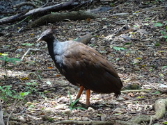 Megapodius reinwardt