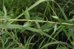Hieracium virosum