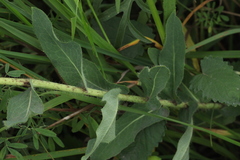 Hieracium virosum