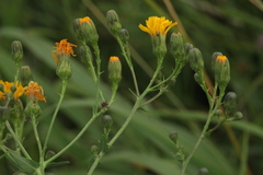 Hieracium virosum