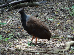 Megapodius reinwardt