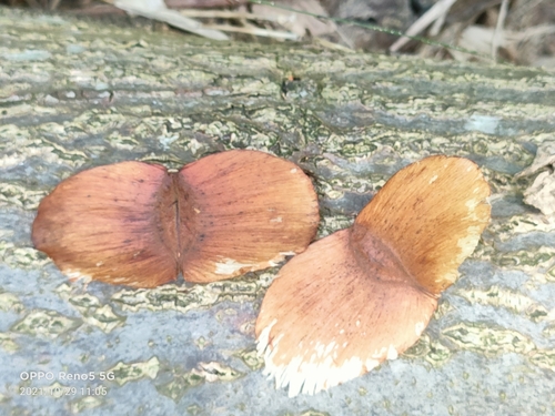 Terminalia calamansanai (Terminalia calamansanai)